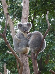 koala in tree © Hui