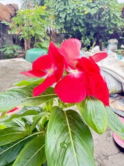 Vibrant Red Vinca Flowers with Lush Green Leaves, Garden Beauty Close-Up, Nature Photography 2025