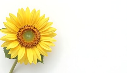 Obraz premium Vibrant Yellow Sunflower Blossom on White Background Copy Space