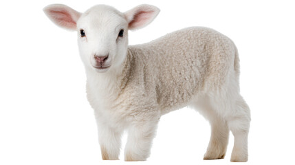 Fototapeta premium Young lamb isolated on transparent background with soft wool and curious expression