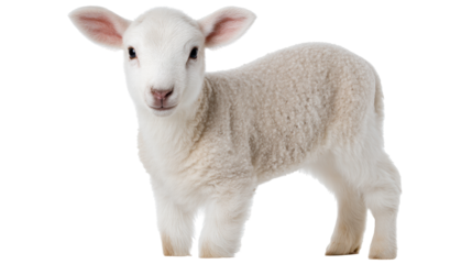 Young lamb isolated on transparent background with soft wool and curious expression