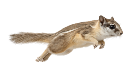 Chipmunk isolated on transparent background with detailed fur and lively expression