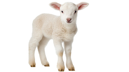 Obraz premium Cute isolated lamb on transparent background showing soft wool and innocence