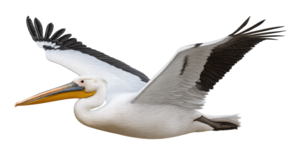 Pelican isolated on transparent background flying with wide wingspan in natural pose