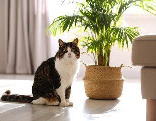 Cat in living room with plant