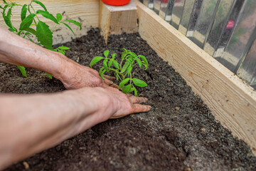 A close-up of a person planting a young green seedling in rich soil inside a wooden raised garden...