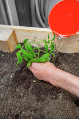 A persons hand planting a young green seedling in nutrient-rich soil while watering it in a wooden...