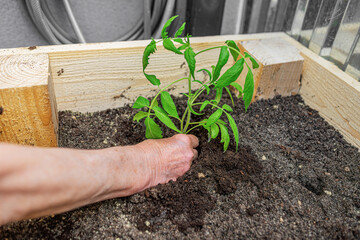 A close-up of a person planting a young green seedling in rich soil inside a wooden raised garden...