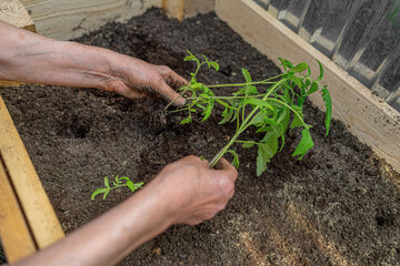 A close-up of a person planting a young green seedling in rich soil inside a wooden raised garden...
