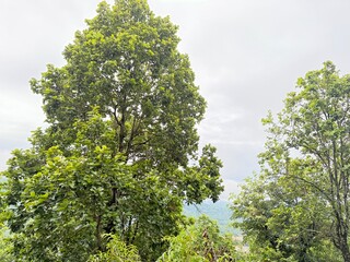 Scenic Mountain Landscape with Lush Green Forest and Misty Valleys, Nature Photography 2025