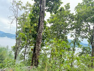 Fototapeta premium Scenic Mountain Landscape with Lush Green Forest and Misty Valleys, Nature Photography 2025