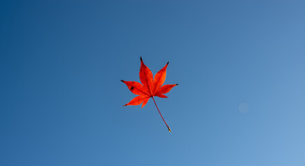 Vibrant red maple leaf against a clear blue sky (1)
