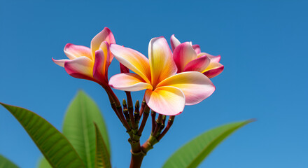 Vibrant plumeria blossoms against a vibrant blue sky