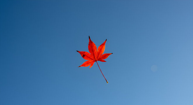 Vibrant red maple leaf against a clear blue sky (1)