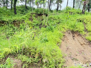 Scenic Mountain Landscape with Lush Green Forest and Misty Valleys, Nature Photography 2025