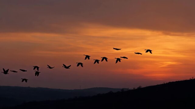 A stunning silhouette of a flock of birds flying in a beautiful, colorful sunset sky, representing freedom and nature's beauty. A perfect capture of harmony in motion.