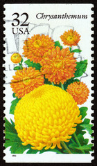 Postage stamp USA 1995 Chrysanthemum, flowering plants native to East Asia and northeastern Europe, garden flowers