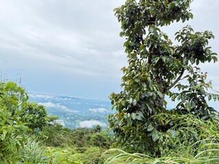 Scenic Mountain Landscape with Lush Green Forest and Misty Valleys, Nature Photography 2025