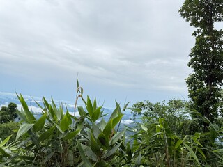 Scenic Mountain Landscape with Lush Green Forest and Misty Valleys, Nature Photography 2025