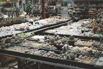 A large assortment of cacti and succulents are displayed in a greenhouse