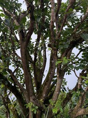 Isolated Tree on Hillside Landscape – Ideal for Forest Conservation, Reforestation, and Mountain Nature Scene Projects with Green Environment Theme