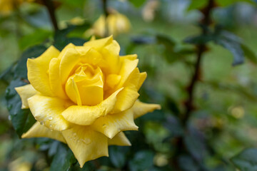 Beautiful yellow roses in the garden, close-up, selective focus. Natural background with a rose flower.