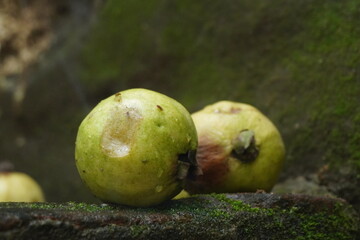 Guavas are tropical fruits rich in vitamin C, fiber, and antioxidants, known for their sweet flavor, aroma, and health benefits
