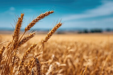Fototapeta premium Golden wheat stalks in a sun-drenched field under a vibrant blue sky (1)