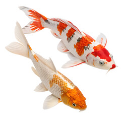 Two Koi Fish Swimming Gracefully on Transparent Background for Design Projects