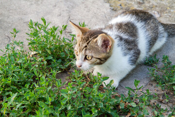 A young cat hunts in the grass. A pet in nature.
