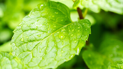 Fresh green peppermint plant in the garden