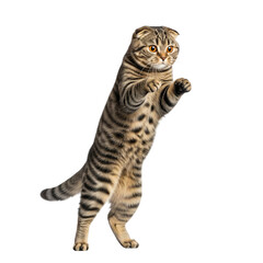 Playful scottish fold cat standing on hind legs