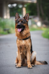 German Shepherd dog sitting in the park.