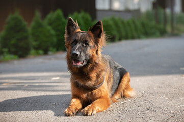 Beautiful german shepherd dog in the park