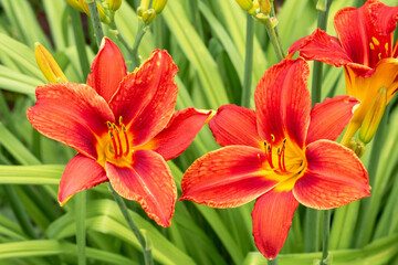 Obraz premium Close-up of bright red lily flowers blooming vibrantly in a garden