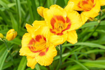Close-up of vibrant bright yellow lily flowers blooming in a lush garden
