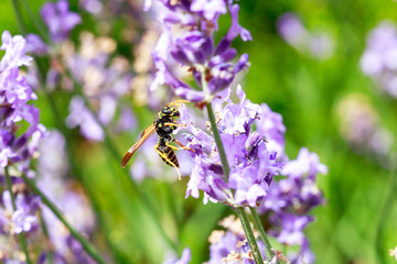 Close-up macro image of a wasp pollinating lavender flowers in nature