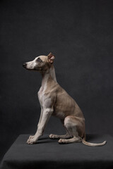 Elegant whippet dog sitting in profile on dark background. Studio portrait of graceful sighthound with sleek body and focused expression.