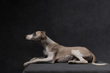 Whippet dog in elegant black lace collar posing on dark background. Stylish pet portrait with dramatic lighting and fashionable accessories.
