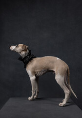 Whippet dog in elegant black lace collar posing on dark background. Stylish pet portrait with dramatic lighting and fashionable accessories.