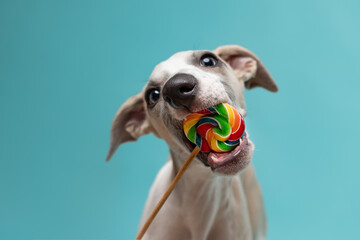 Cute whippet puppy playfully biting a colorful lollipop against a blue background. Sweet, silly, and full of personality