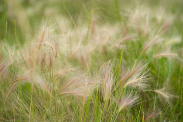 Close up of a wild field with foxtail barley and green grass.