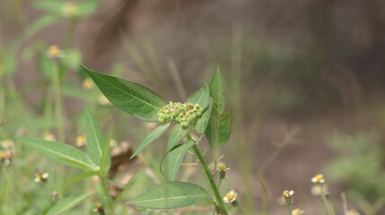 Small, round, green wild flower clusters clustered at the ends of branches