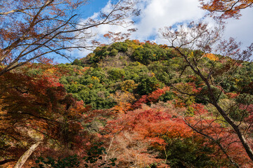 Vibrant autumn foliage covering the slopes of Mount Minoh under a blue sky with clouds in Minoh...