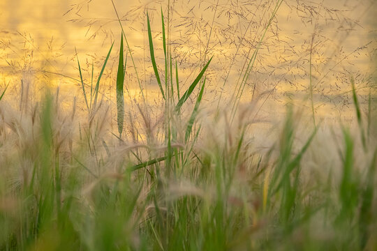 Tall grasses and feathery seed heads against a glowing gold sky at sunset.