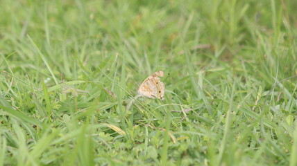 A light brown butterfly with black markings landed on the grass.
