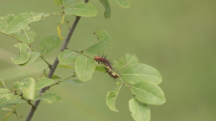 A brown caterpillar with black spines on its body crawls on a leaf, macro, blurred background