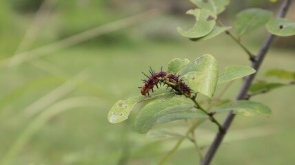 A brown caterpillar with black spines on its body crawls on a leaf, macro, blurred background