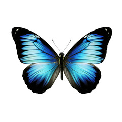 Obraz premium Vibrant blue morpho butterfly with intricate wing patterns