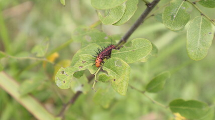 A brown caterpillar with black spines on its body crawls on a leaf, macro, blurred background